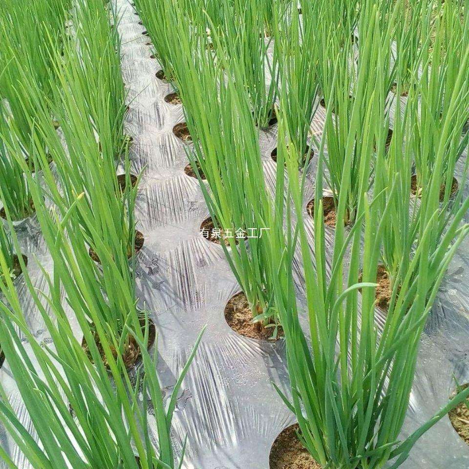 打孔地膜农用种植防草菜地玉米地开孔带孔薄膜黑膜银黑地膜免打孔