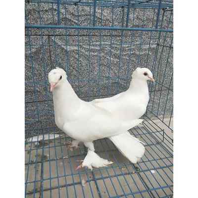 白色中原跟头鸽观赏鸽新疆翻翻鸽种鸽黑幼鸽筋斗鸽子活体一对包邮