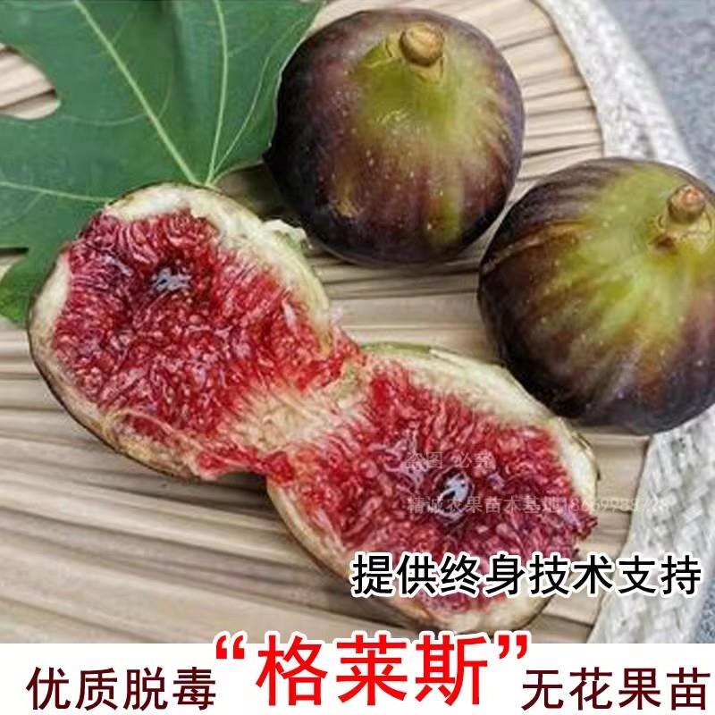 格莱斯无花果苗特大糖心水蜜桃无花果树苗四季盆栽地栽当年结果苗