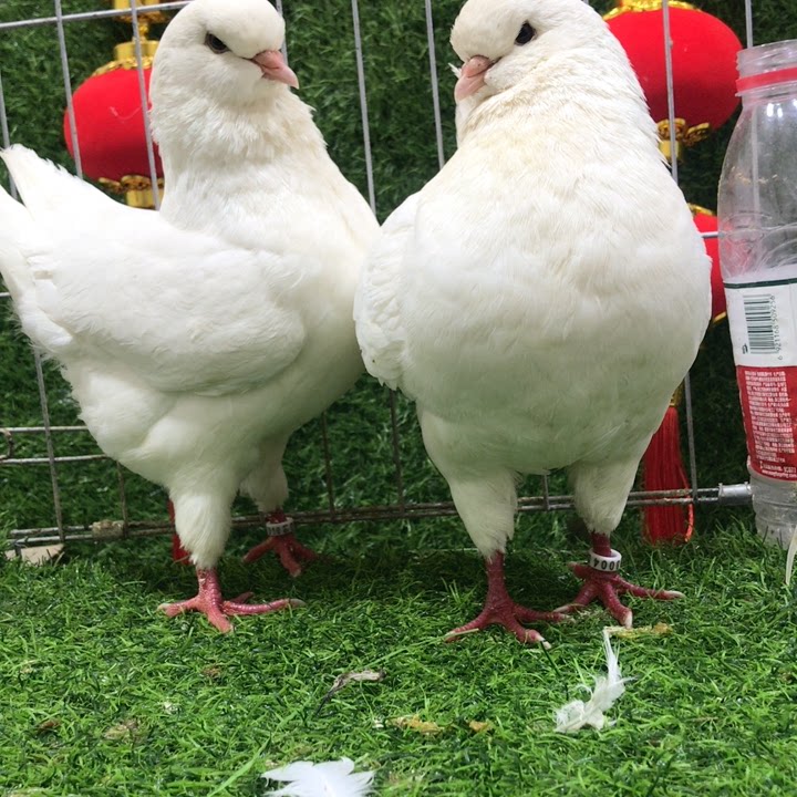 精品圆环摩登鸽子只卖精品