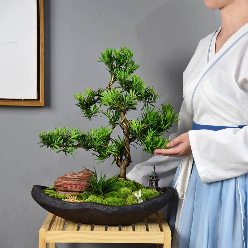 罗汉松盆景造型树庭院老桩中式办公室客厅室内植物观赏大盆栽绿植