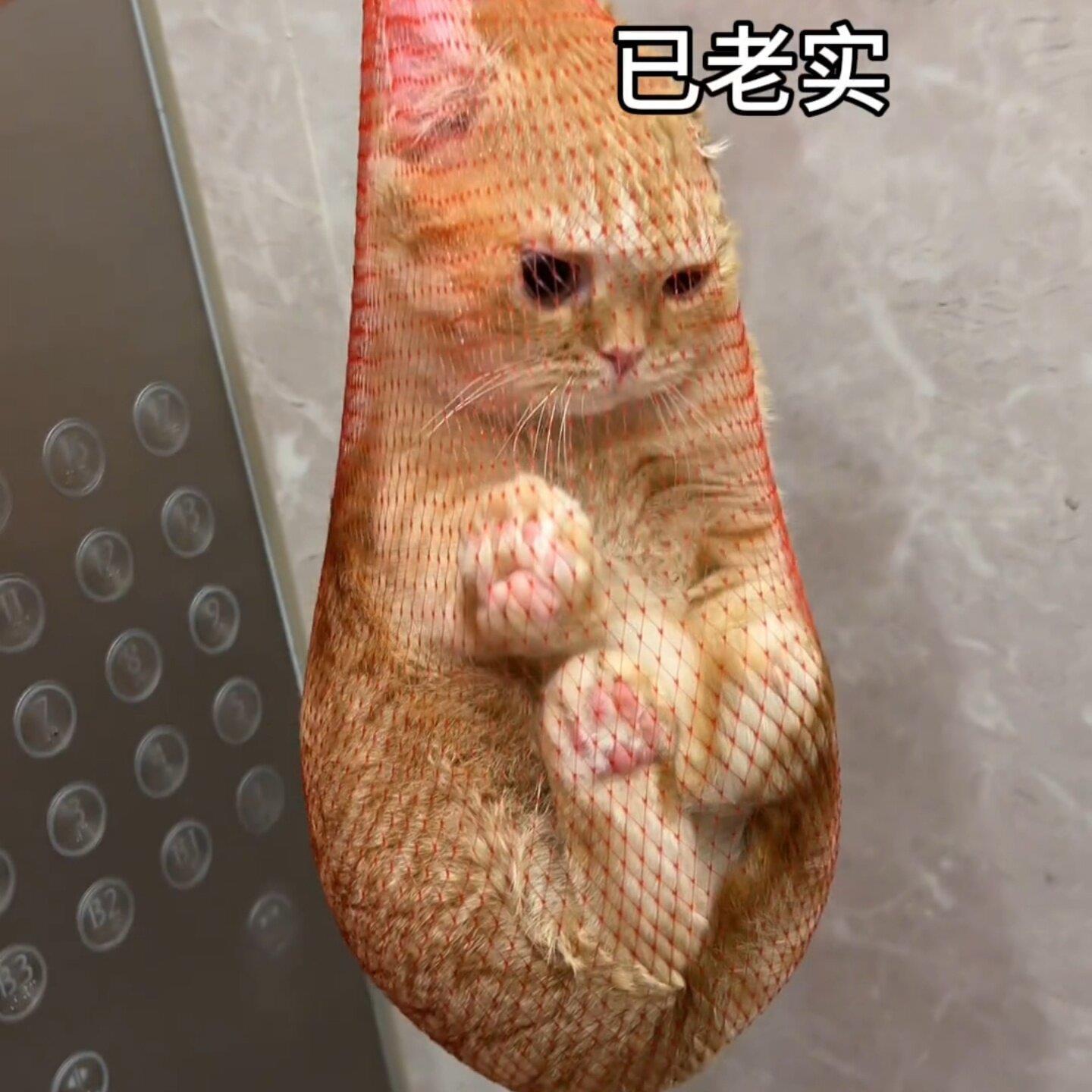 猫包外出便携轻便款大容量搞笑猫玩具创意抓猫神器小网兜宠物用品