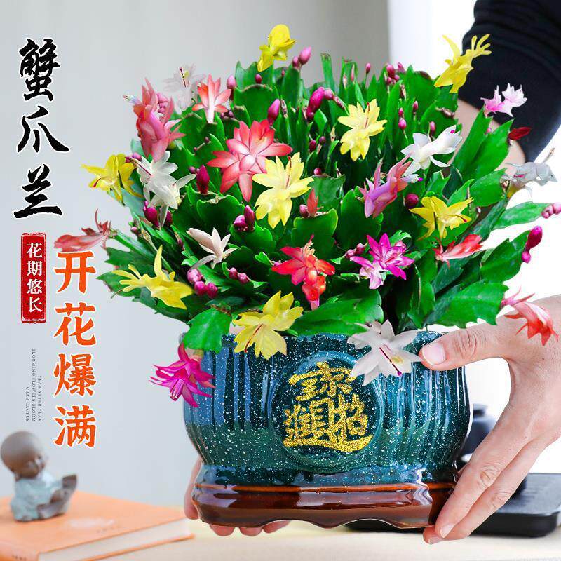 蟹爪兰盆栽带花苞多色花卉室内阳台绿植净化空气好养四季开花不断