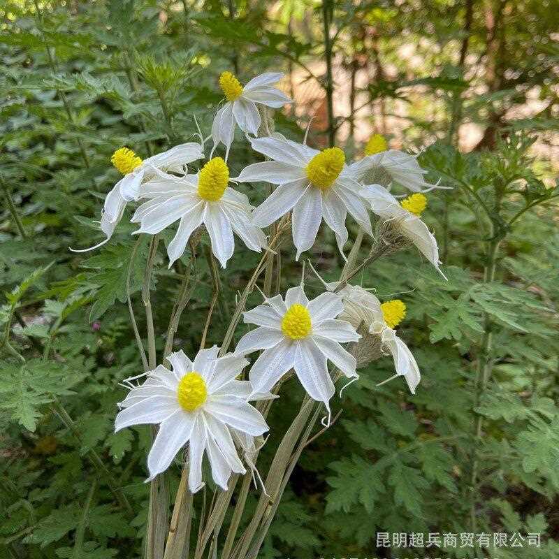 干花小滨菊小雏菊粘制文艺清新花束