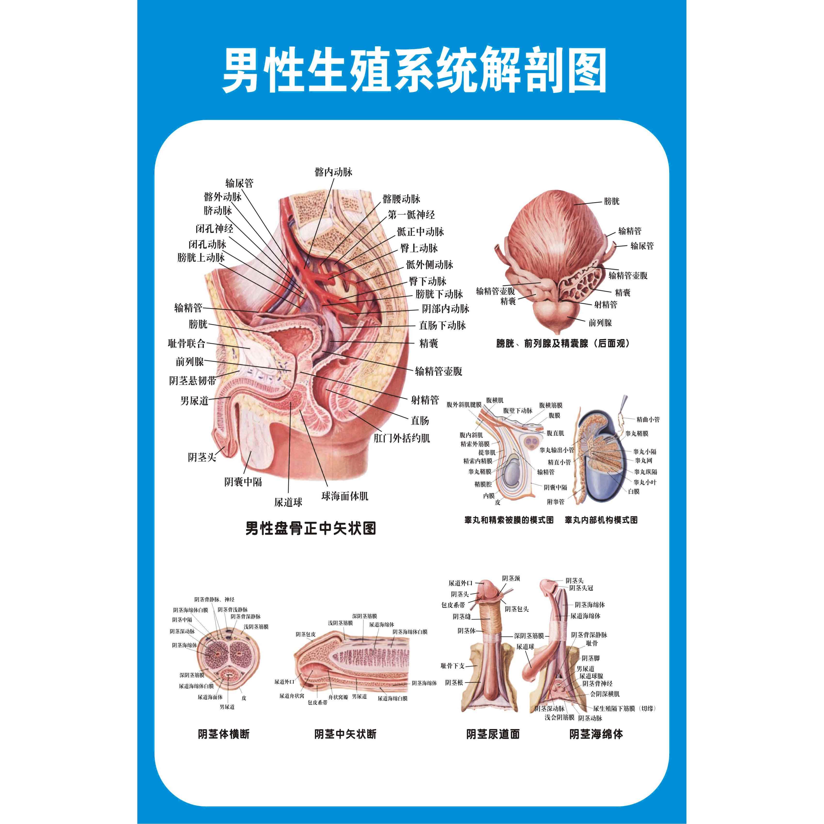 医院男性泌尿生殖器解剖知识挂图画 男性泌尿生殖系统解剖学挂图