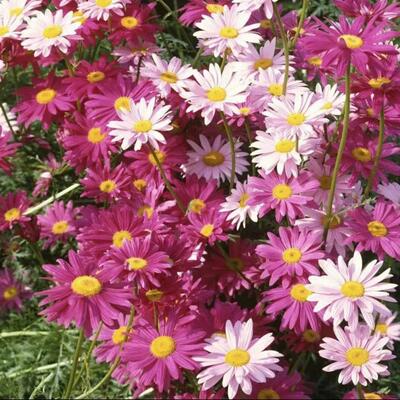Brief 1 Pack 50 Seeds Pyrethrum Seed Flower Garden Plant See