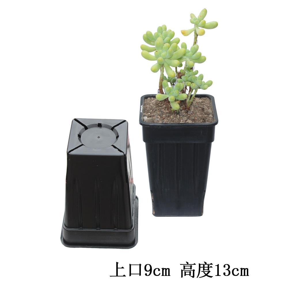 促销加深9cm塑料黑方多肉植物种植花盆盆栽绿植石斛育苗黑色加高