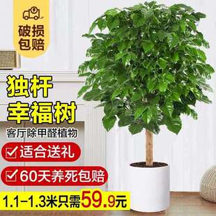 幸福树客厅盆栽大办公室内吸甲醛阳台绿植旺宅植物易活平安树绿萝
