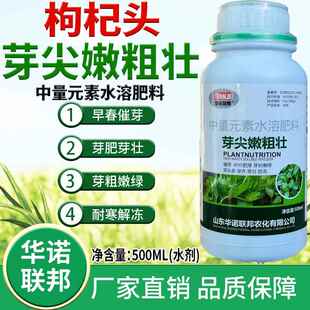 枸杞芽尖嫩粗壮枸杞头催长叶面肥喷施整株芽肥芽壮芽多持嫩期长