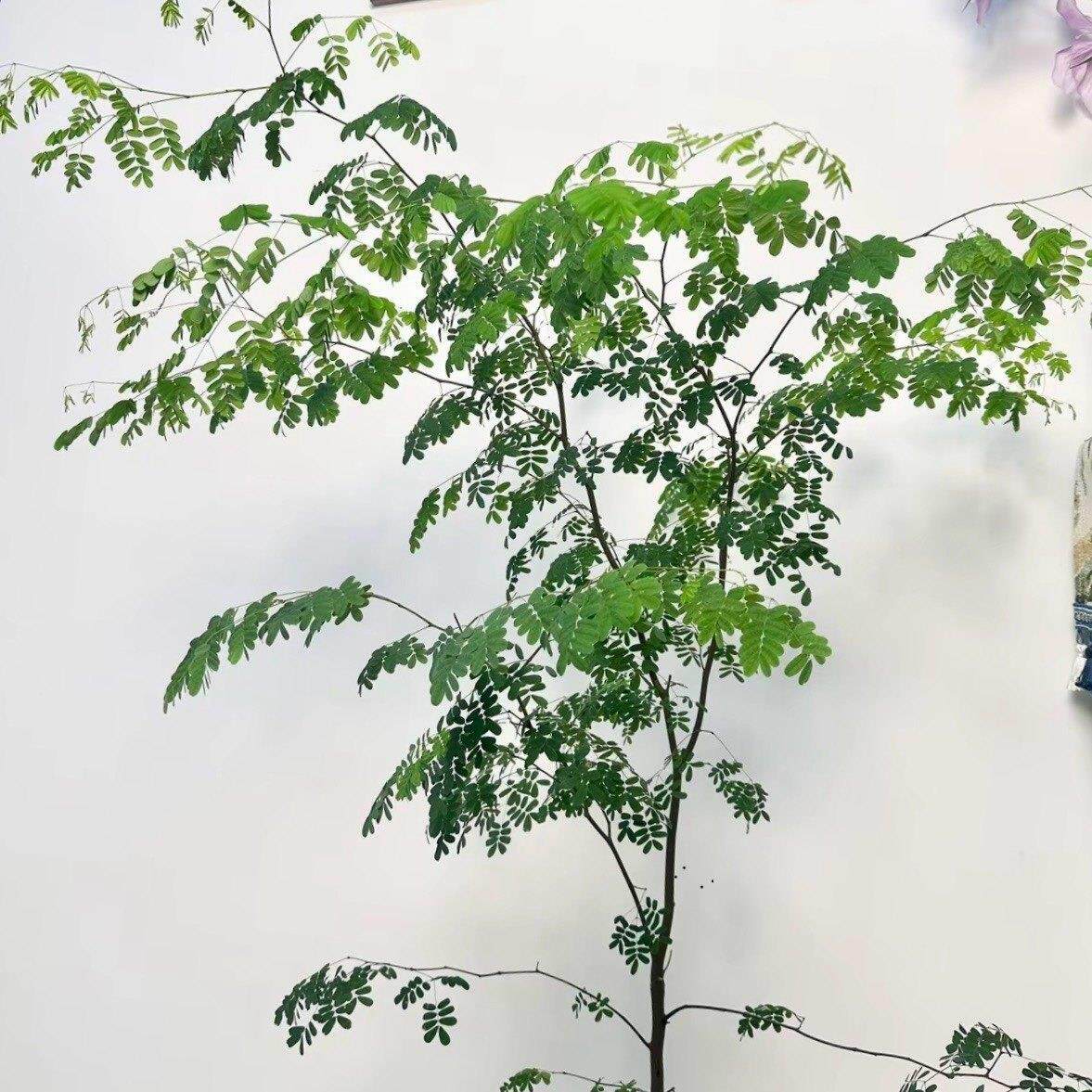 花与花器 巴西铁架木绿植 铁力木豆科植物客厅室内阳台绿植物盆栽