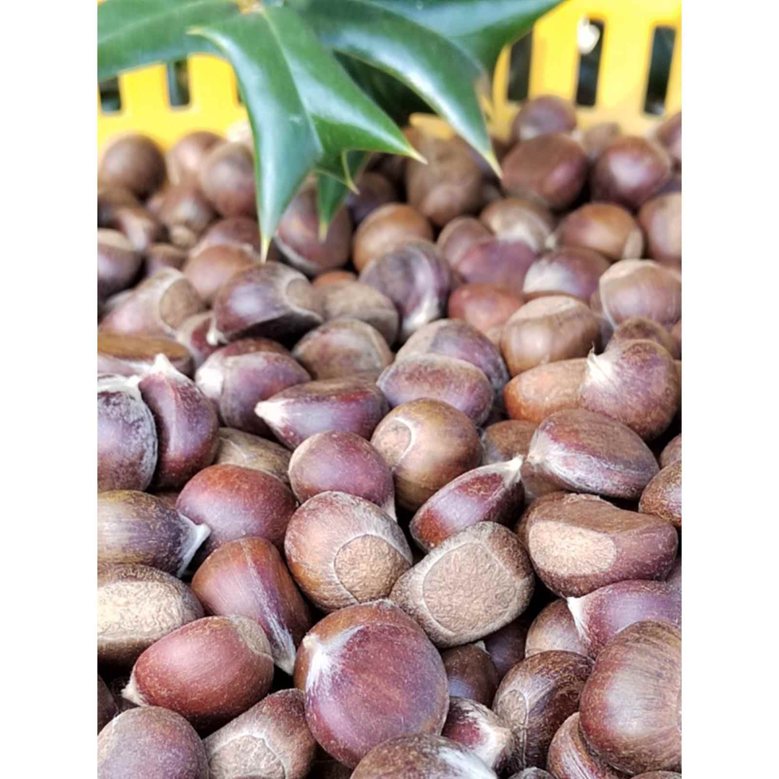 2024野山小板栗生新鲜小油栗珍珠栗生板栗深山小毛栗子野山栗小栗