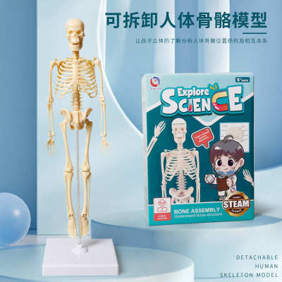 3D Human Body Torso Model Educational Assembly Learning DIY