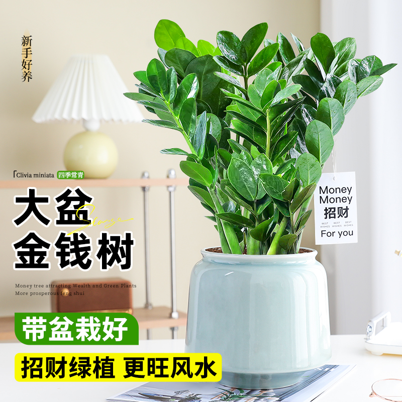 金钱树盆栽室内大盆绿植书房摆件招财钱串子四季常青好养易活植物