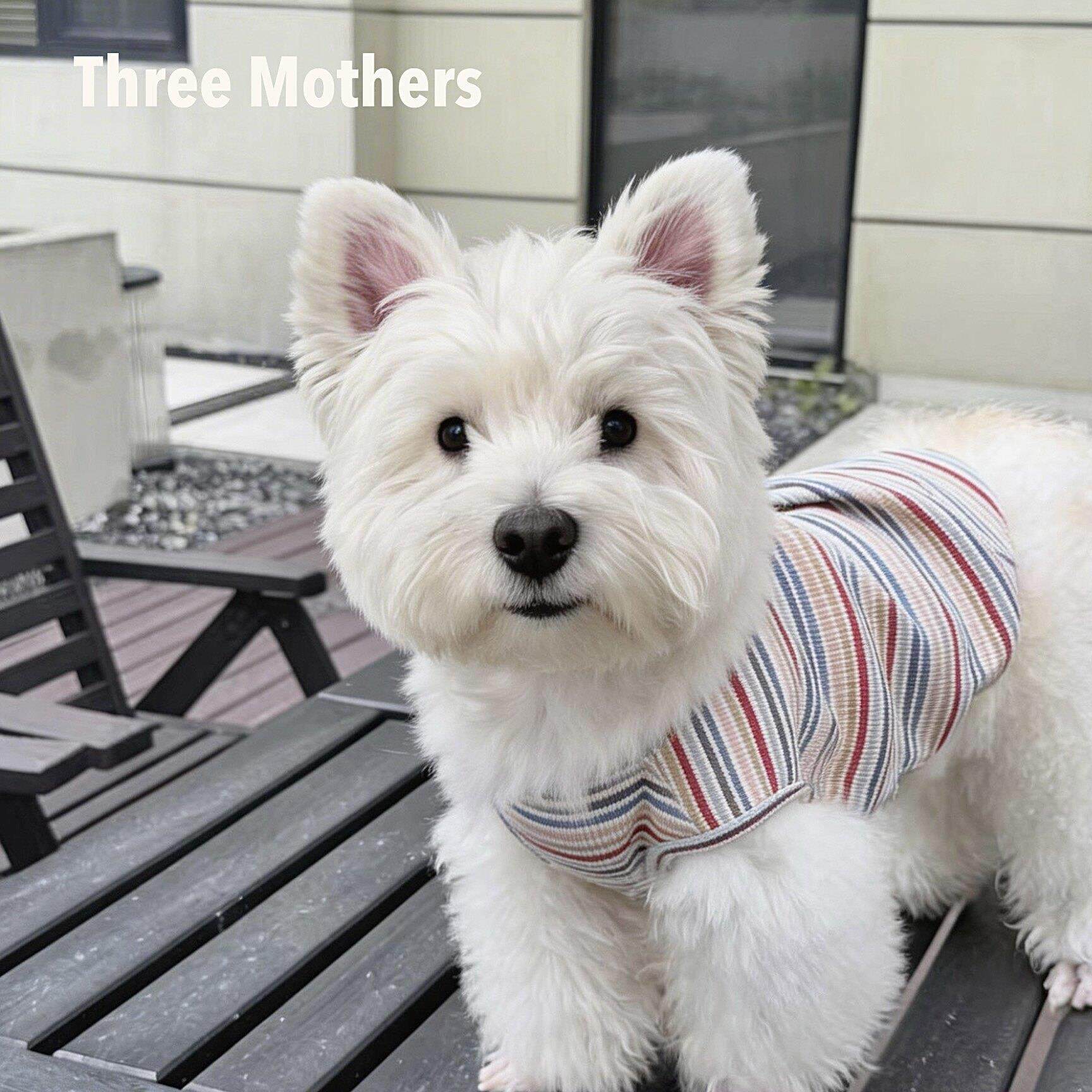 Three Mothers原创宠物彩色糖果条纹泰迪比熊小型犬猫狗春夏背心