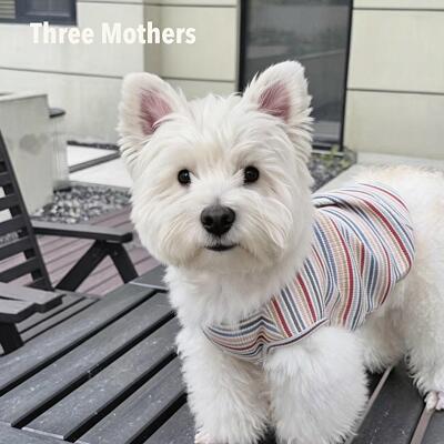 Three Mothers原创宠物彩色糖果条纹泰迪比熊小型犬猫狗春夏背心