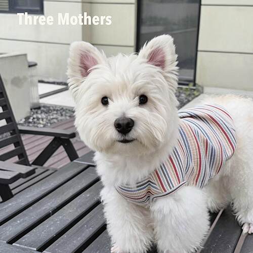 Three Mothers原创宠物彩色糖果条纹泰迪比熊小型犬猫狗春夏背心