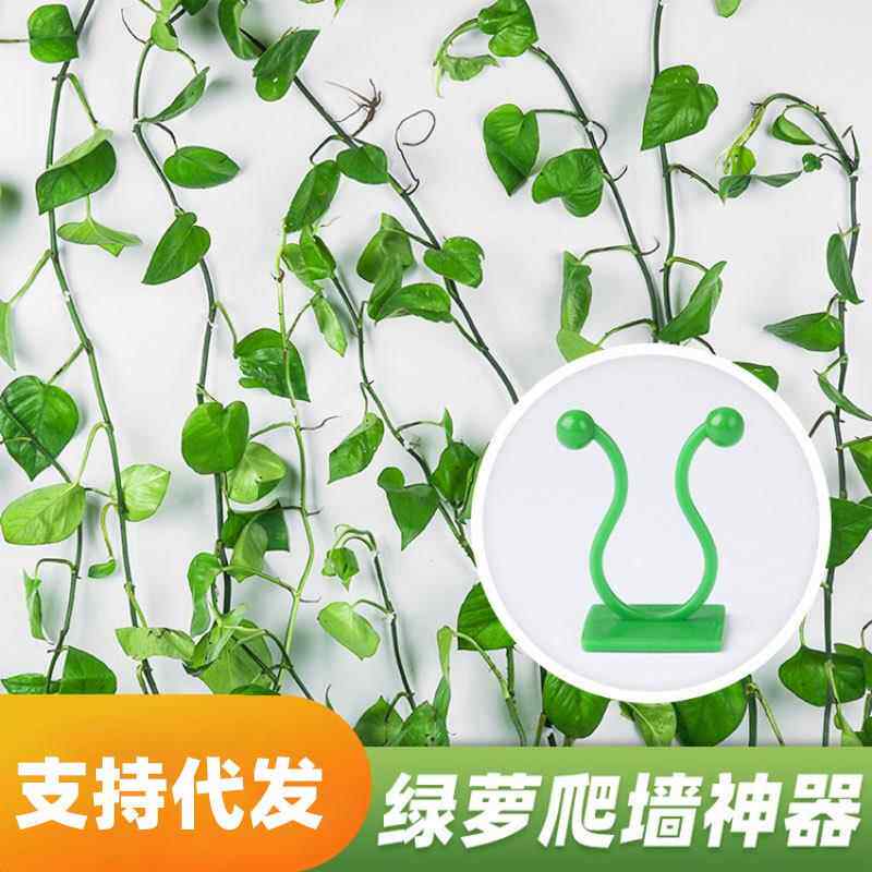 植物爬墙固定器户外室内定型卡扣绿萝爬藤月季夹子枝条牵引粘钩