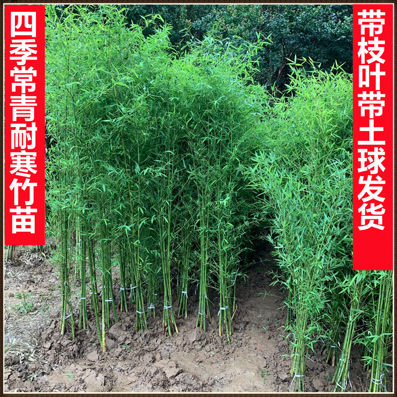 竹子苗庭院植物北方耐寒紫竹苗罗汉竹毛竹盆栽户外风景四季青竹苗