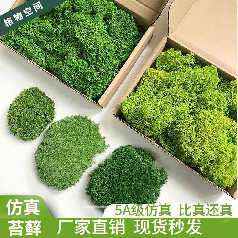永生苔藓白发藓青苔藓绿植墙假苔藓干花造景家居装饰大灰藓
