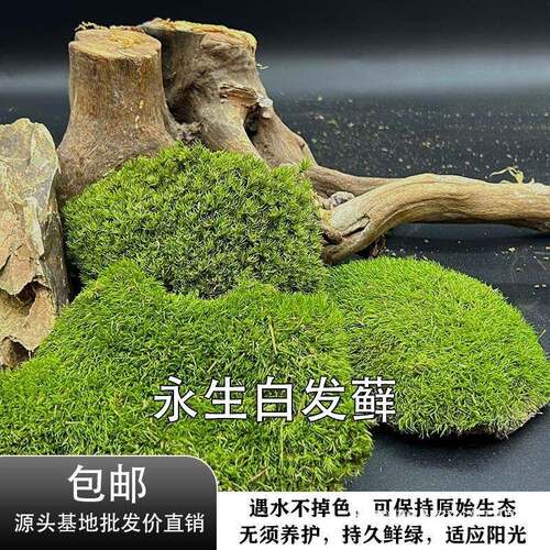 永生苔藓植物墙白发藓真苔藓大灰藓大羽藓小灰造景铺面青苔鹿蕊藓