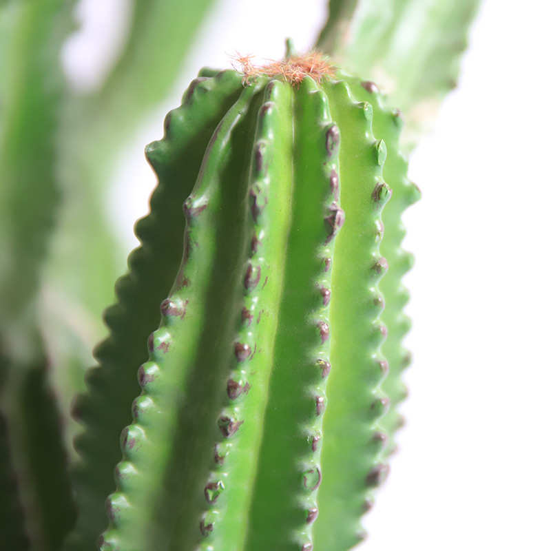 仿真八楞仙人柱热带仿生仙人掌绿植室内大型号落地假植物造景装饰