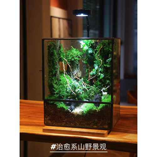 苔藓微景观生态雨林缸造景办公桌面植物盆景免打理生态瓶成品礼物