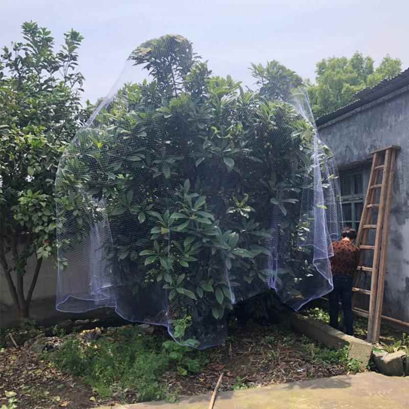 果树防鸟用的网嘉宝果树网樱桃树枇杷树桃树家用防鸟网果树防鸟罩图片