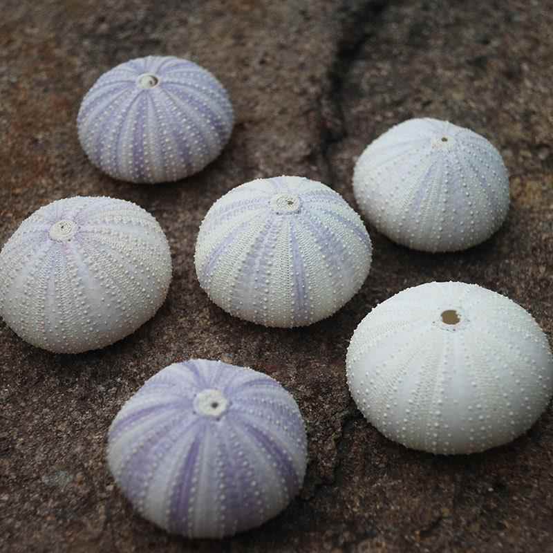 紫色海胆壳家居装饰特色旅游景区工艺品配饰客气凤梨海胆心梦幻壳