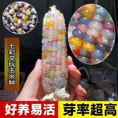 七彩玻璃宝石玉米种籽彩色文玩玉米种可食用糯玉米籽儿童种植种子