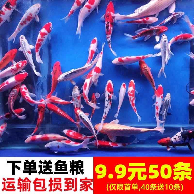 锦鲤活鱼观赏鱼幼苗纯种红白三色小型淡水好养耐活冷水红草金鱼类