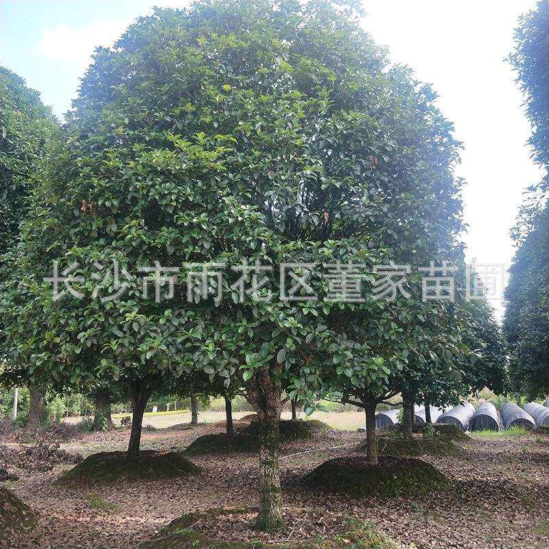 （桂花）桂花树 20公分金桂 八月桂 承接绿化工程桂花树种植