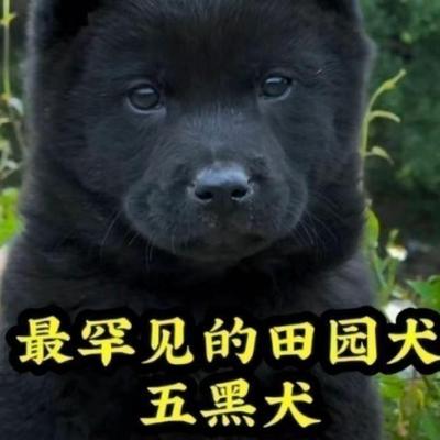 五黑犬幼犬看家护院狗中华田园犬黑狗猫耳忠诚大型犬大骨架狗狗狗