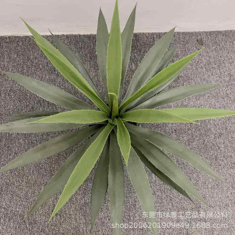 仿LYJL001真绿植摆多肉盆栽仿真绿小剑兰假绿植餐厅酒吧热带植物