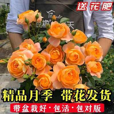 【带花苞】月季花苗多头大花四季开花浓香型盆栽庭院花卉果汁阳台