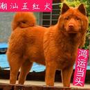 潮汕五红犬五黑犬活体幼犬狗崽狗狗虎斑红色土狗土猎犬广西田园犬