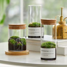 生态瓶青苔苔藓微景观绿植物，盆栽鲜活创意diy小盆景桌面摆件