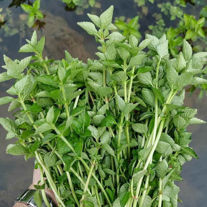 包邮2斤云南德宏野菜特产傣味麻章那香香草新鲜蔬菜水香菜