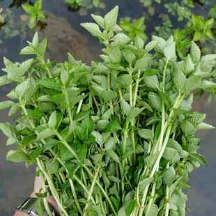 包邮2斤云南德宏野菜特产傣味麻章那香香草新鲜蔬菜水香菜