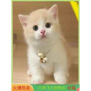 中华田园猫咪狸花猫幼猫橘猫家养宠物猫咪可爱白猫英短猫咪小猫咪