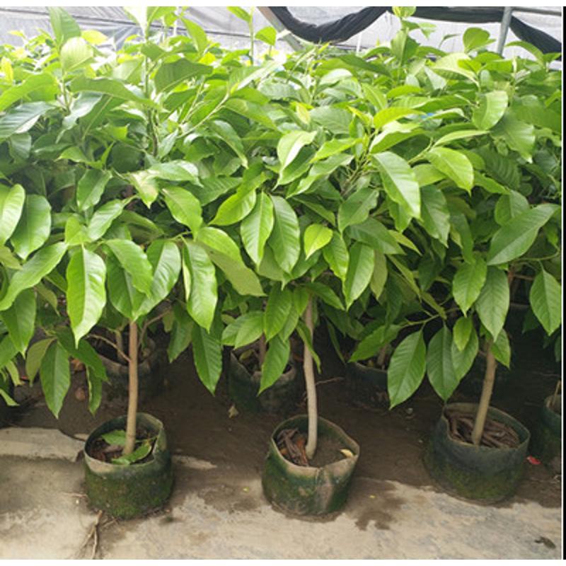 芳香花卉黄兰树苗 浓香型白玉兰花苗白兰花盆栽 黄桷兰树苗