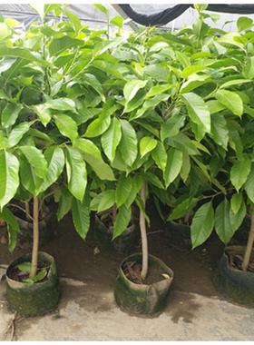 芳香花卉黄兰树苗 浓香型白玉兰花苗白兰花盆栽 黄桷兰树苗