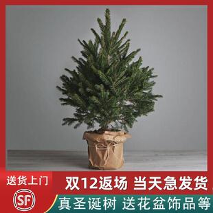 真的圣诞树真树2025新款家用装饰大型云杉盆栽圣诞节活松树诺贝松