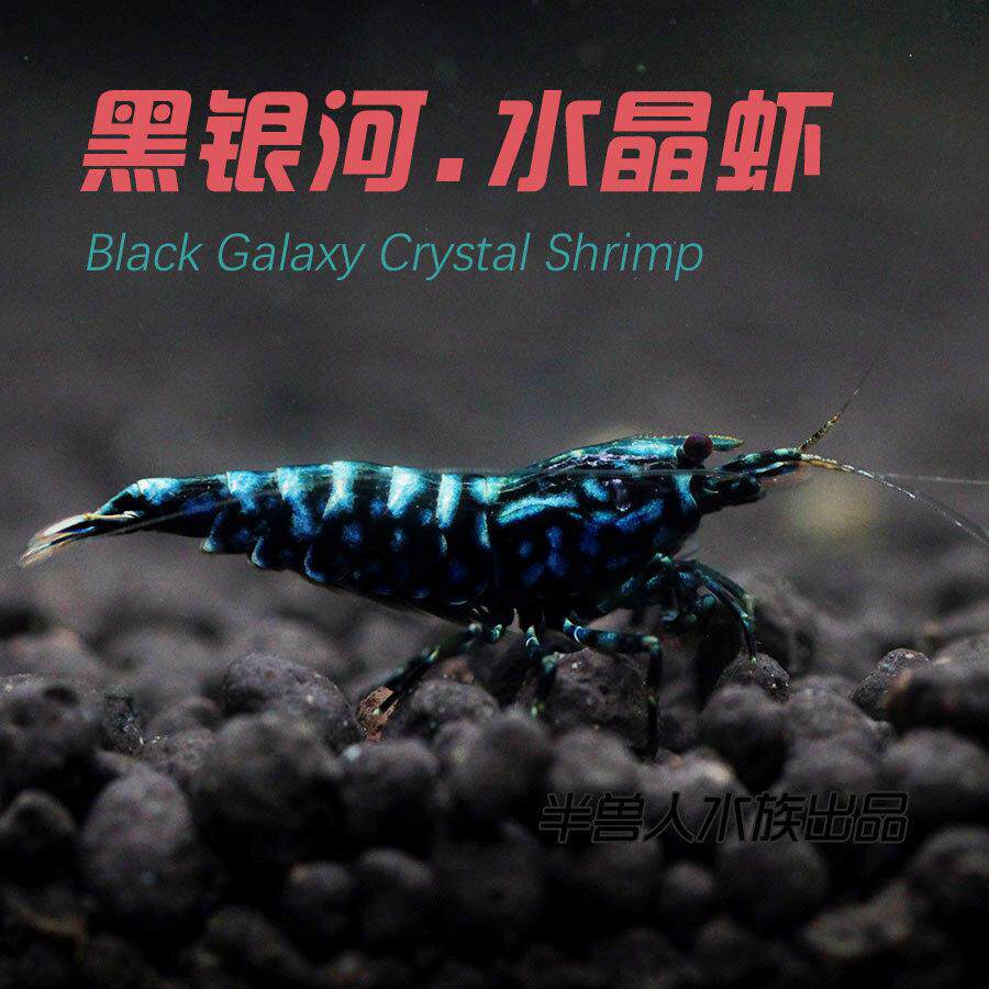 繁星级黑银河带蓝化基因黑色水晶虾淡水观赏小虾100%包损虾场直发
