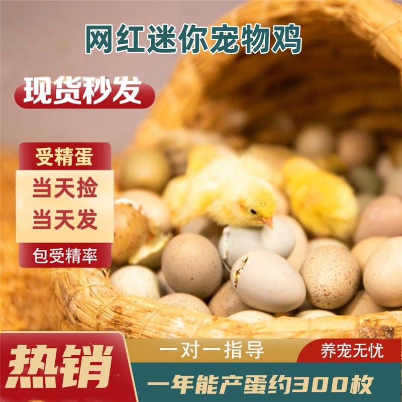 芦丁鸡受精可孵化蛋网红迷你宠物鸡纯白礼服德系精品卢丁鸡受精蛋