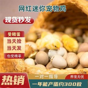 芦丁鸡受精可孵化蛋网红迷你宠物鸡纯白礼服德系精品卢丁鸡受精蛋