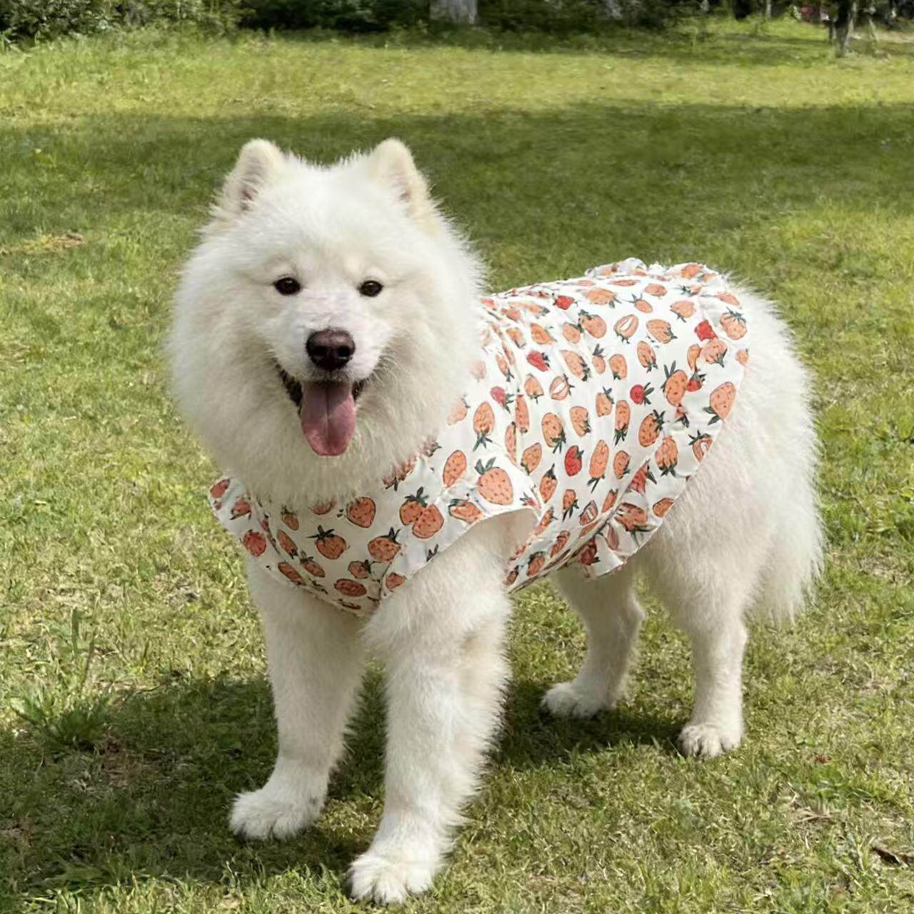 可爱大狗背心春夏薄款中大型犬金毛萨摩耶边牧拉布拉多衣服防掉毛