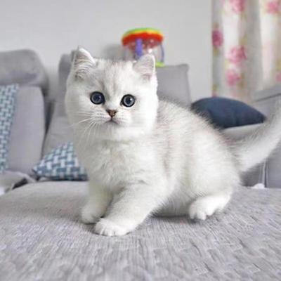 纯种银渐层猫幼猫英短金渐层活体猫矮脚猫银点猫活物幼崽宠物猫咪