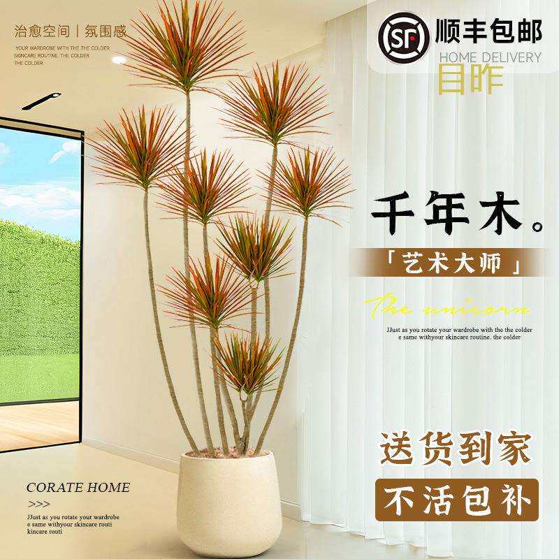 千年木客厅绿植大型植物盆栽室内七彩铁龙血树落地式好养真树