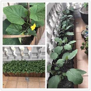 防腐木花箱特大长方形花盆阳台种菜盆碳化实木栅栏种植箱多肉花槽