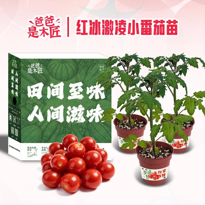 宾吉铃番茄苗小西红柿苗薄皮超甜红色小番茄冰淇淋蔬菜爸爸是木匠